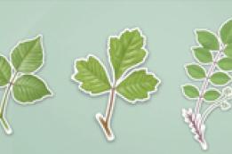 Poison Ivy, Oak, or Sumac: What to Do First